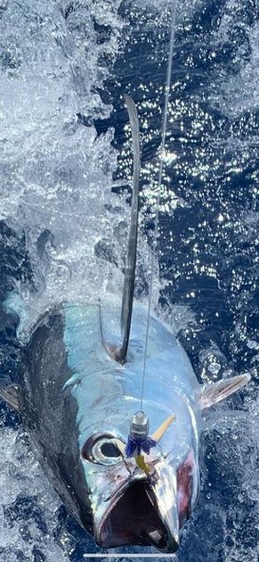 September Photo Archive 2019 Cavalier & Blue Marlin Sport Fishing Gran Canaria