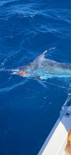 September Photo Archive 2019 Cavalier & Blue Marlin Sport Fishing Gran Canaria