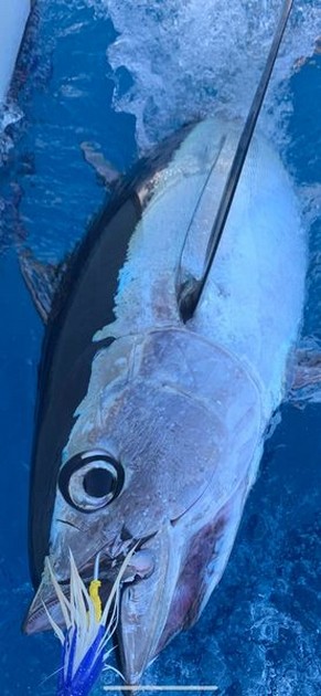 September Photo Archive 2019 Cavalier & Blue Marlin Sport Fishing Gran Canaria