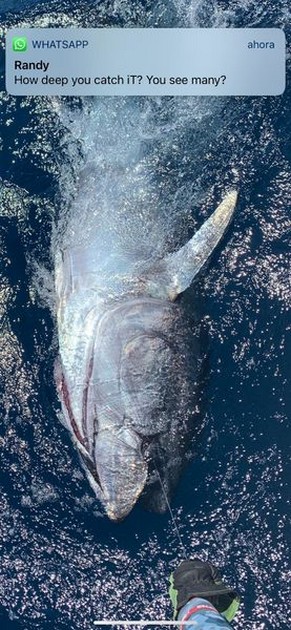 September Photo Archive 2019 Cavalier & Blue Marlin Sport Fishing Gran Canaria