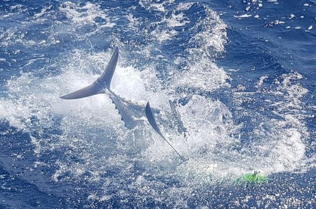 October Photo Archive 2019 Cavalier & Blue Marlin Sport Fishing Gran Canaria