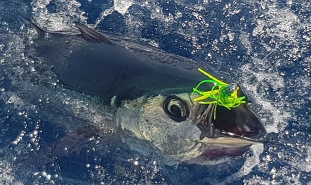 October Photo Archive 2019 Cavalier & Blue Marlin Sport Fishing Gran Canaria
