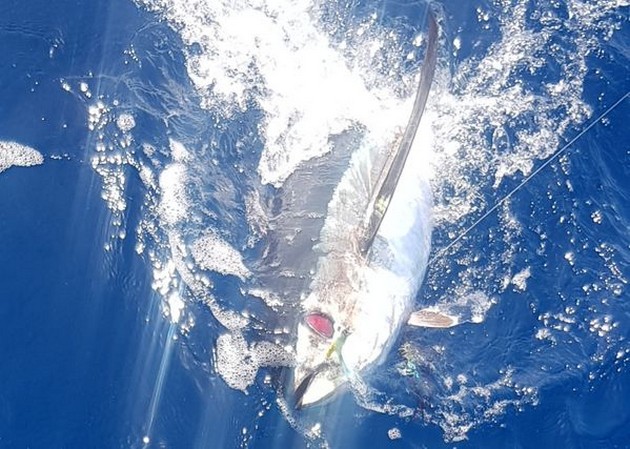 October Photo Archive 2019 Cavalier & Blue Marlin Sport Fishing Gran Canaria