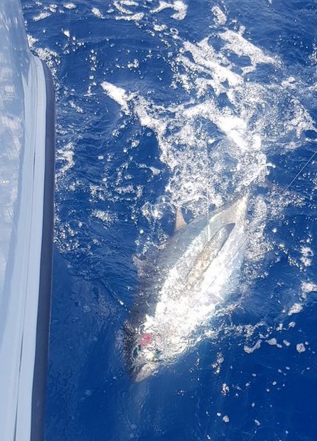October Photo Archive 2019 Cavalier & Blue Marlin Sport Fishing Gran Canaria