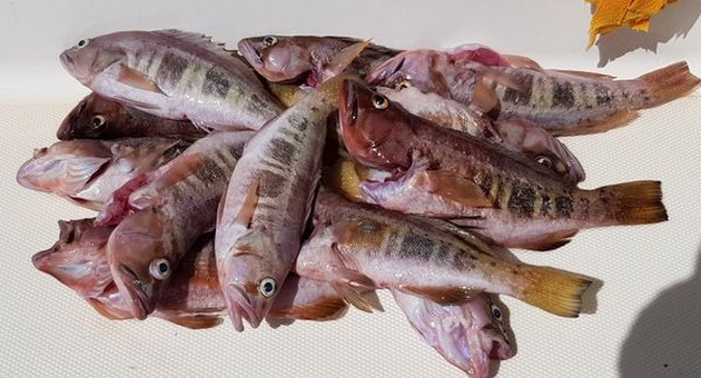 October Photo Archive 2019 Cavalier & Blue Marlin Sport Fishing Gran Canaria