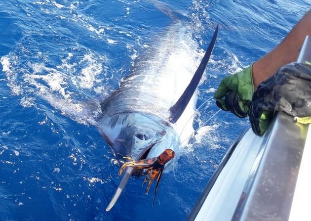 October Photo Archive 2019 Cavalier & Blue Marlin Sport Fishing Gran Canaria