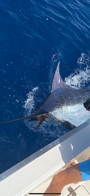 October Photo Archive 2019 Cavalier & Blue Marlin Sport Fishing Gran Canaria