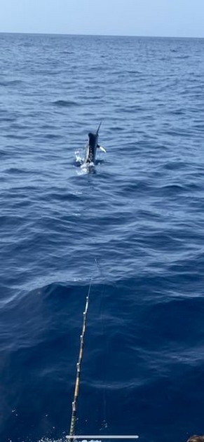 October Photo Archive 2019 Cavalier & Blue Marlin Sport Fishing Gran Canaria
