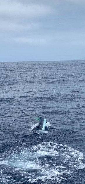October Photo Archive 2019 Cavalier & Blue Marlin Sport Fishing Gran Canaria