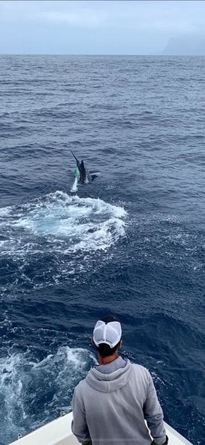 October Photo Archive 2019 Cavalier & Blue Marlin Sport Fishing Gran Canaria