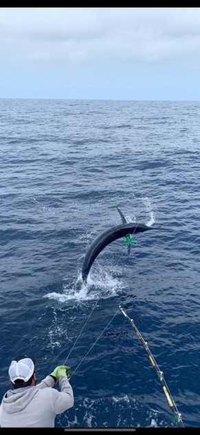 October Photo Archive 2019 Cavalier & Blue Marlin Sport Fishing Gran Canaria