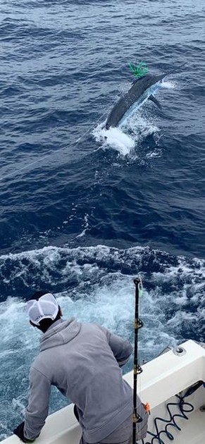 October Photo Archive 2019 Cavalier & Blue Marlin Sport Fishing Gran Canaria