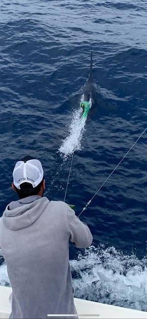 October Photo Archive 2019 Cavalier & Blue Marlin Sport Fishing Gran Canaria