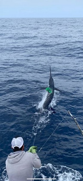 October Photo Archive 2019 Cavalier & Blue Marlin Sport Fishing Gran Canaria