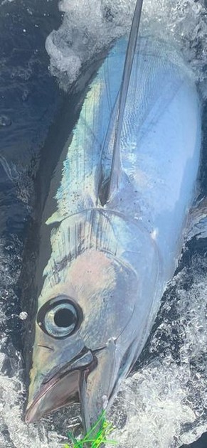 October Photo Archive 2019 Cavalier & Blue Marlin Sport Fishing Gran Canaria