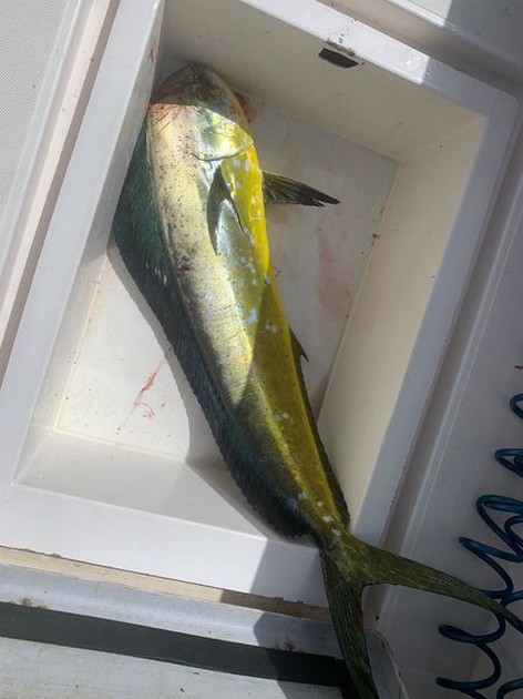 October Photo Archive 2019 Cavalier & Blue Marlin Sport Fishing Gran Canaria