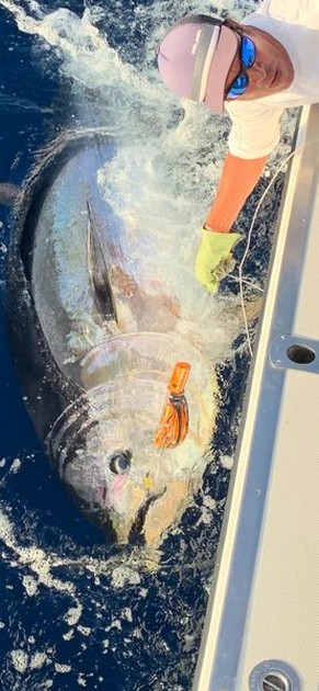October Photo Archive 2019 Cavalier & Blue Marlin Sport Fishing Gran Canaria