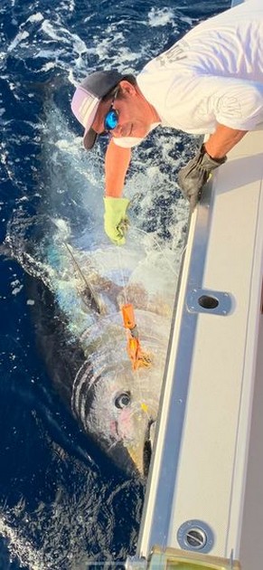 October Photo Archive 2019 Cavalier & Blue Marlin Sport Fishing Gran Canaria