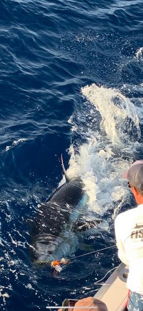 October Photo Archive 2019 Cavalier & Blue Marlin Sport Fishing Gran Canaria