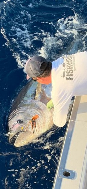 October Photo Archive 2019 Cavalier & Blue Marlin Sport Fishing Gran Canaria