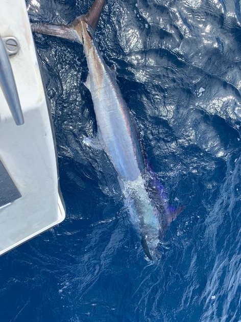October Photo Archive 2019 Cavalier & Blue Marlin Sport Fishing Gran Canaria
