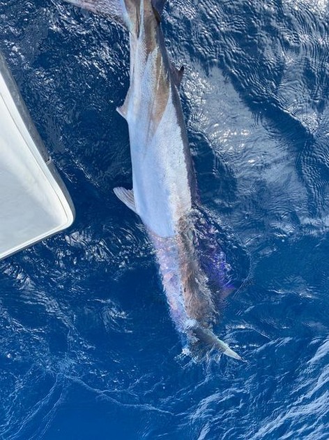 October Photo Archive 2019 Cavalier & Blue Marlin Sport Fishing Gran Canaria
