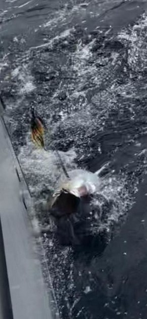 October Photo Archive 2019 Cavalier & Blue Marlin Sport Fishing Gran Canaria