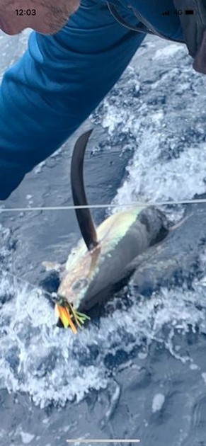 October Photo Archive 2019 Cavalier & Blue Marlin Sport Fishing Gran Canaria