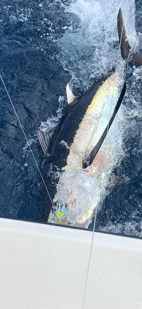 October Photo Archive 2019 Cavalier & Blue Marlin Sport Fishing Gran Canaria
