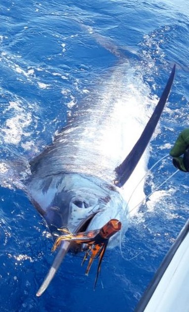  - Cavalier & Blue Marlin Sport Fishing Gran Canaria