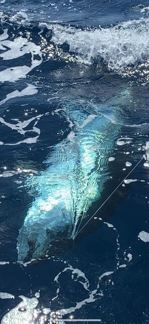 March Photo Archive 2020 Cavalier & Blue Marlin Sport Fishing Gran Canaria