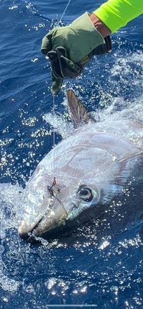  - Cavalier & Blue Marlin Sport Fishing Gran Canaria