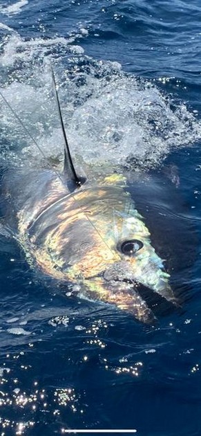  - Cavalier & Blue Marlin Sport Fishing Gran Canaria