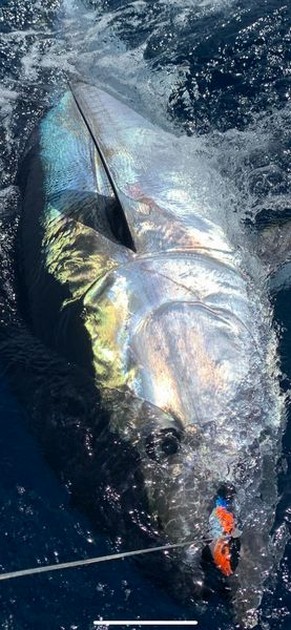March Photo Archive 2020 Cavalier & Blue Marlin Sport Fishing Gran Canaria