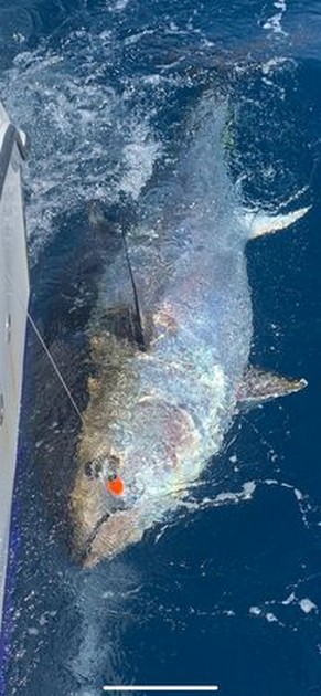 5 days - 6 Bluefin Cavalier & Blue Marlin Sport Fishing Gran Canaria
