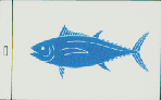 Blauflossenthunfisch - Cavalier & Blue Marlin Sportfischen Gran Canaria