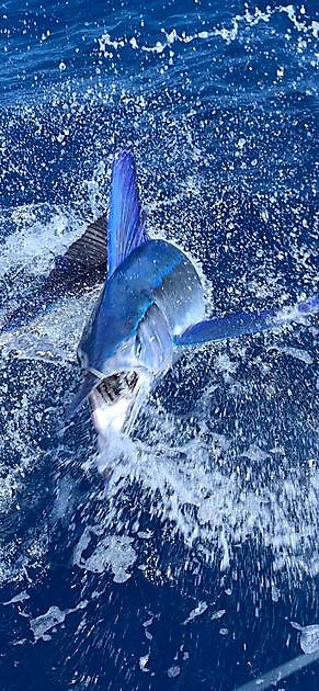  - Cavalier & Blue Marlin Sport Fishing Gran Canaria