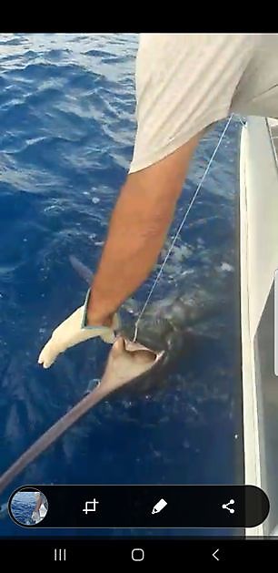 120 kg Blue Marlin släppt Cavalier & Blue Marlin Sport Fishing Gran Canaria
