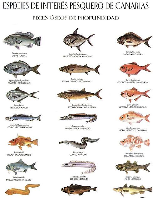 300 especies de peces canarios - Cavalier & Blue Marlin Sport Fishing Gran Canaria