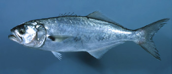 Sinipyrstö kuningaskala - Cavalier & Blue Marlin Sportfischen Gran Canaria