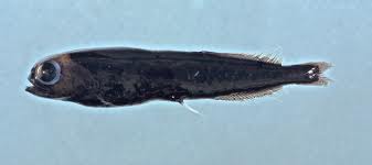 Bluntsnout smoothhead - Cavalier & Blue Marlin Sportfischen Gran Canaria