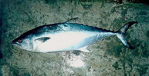 Ostrimmad pelamid - Cavalier & Blue Marlin Sport Fishing Gran Canaria