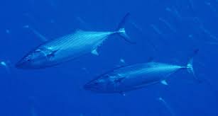 Ryggstrimmig Pelamid - Cavalier & Blue Marlin Sport Fishing Gran Canaria