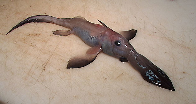 Chimère a nez rigide - Cavalier & Blue Marlin Sportfischen Gran Canaria