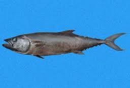 Escolar negro - Cavalier & Blue Marlin Sportfischen Gran Canaria