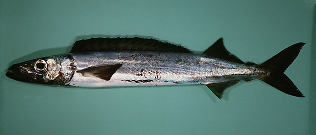 Slongumakrill - Cavalier & Blue Marlin Sportfischen Gran Canaria
