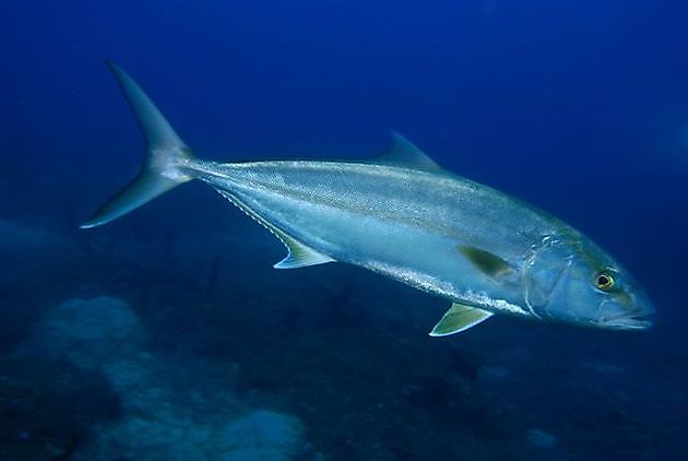 Leerfish  - Cavalier & Blue Marlin Sportfischen Gran Canaria