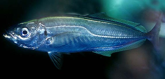 Chinchard de large - Cavalier & Blue Marlin Sportfischen Gran Canaria