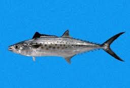 Mackerel Spanish West African - Cavalier & Blue Marlin Sportfischen Gran Canaria