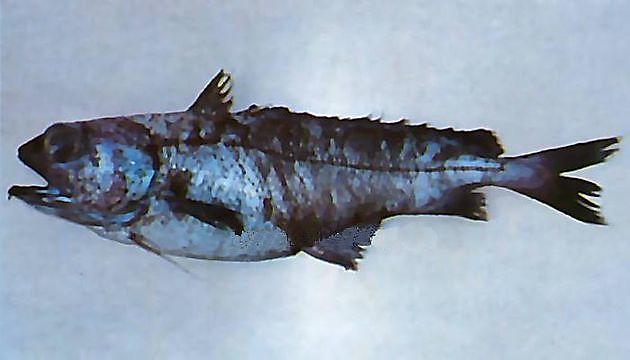 Gewöhnlicher Tiefseedorsch - Cavalier & Blue Marlin Sportfischen Gran Canaria